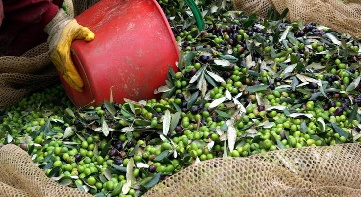It's olive oil time in Tuscany!