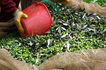 It's olive oil time in Tuscany!