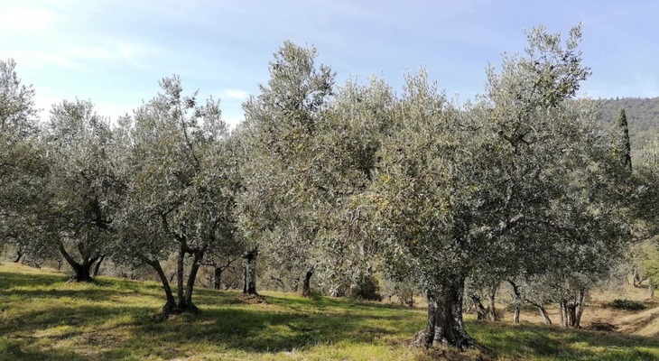Tuscany olive grove