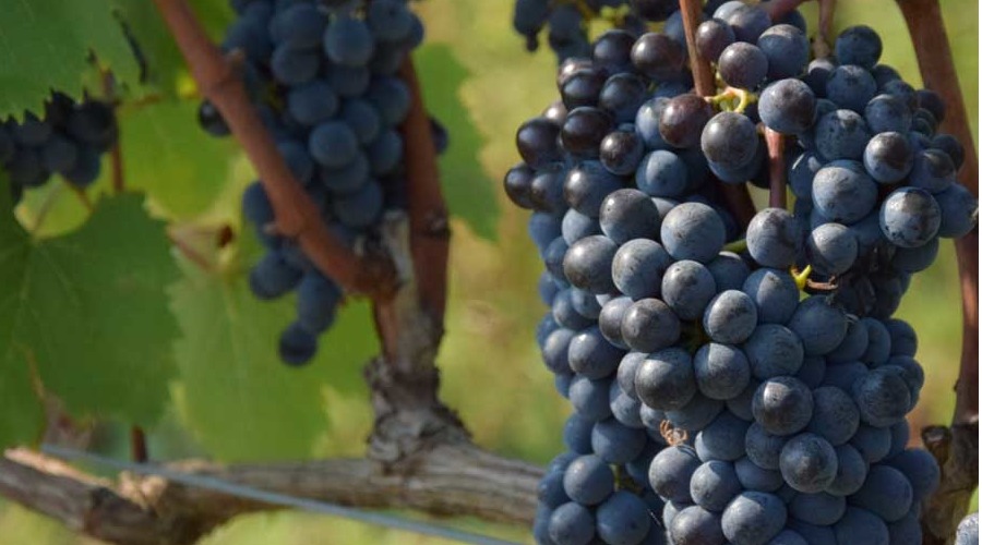 Guided tour: Cortona and Syrah wine